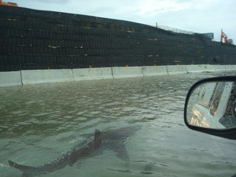 Skark swimming in street